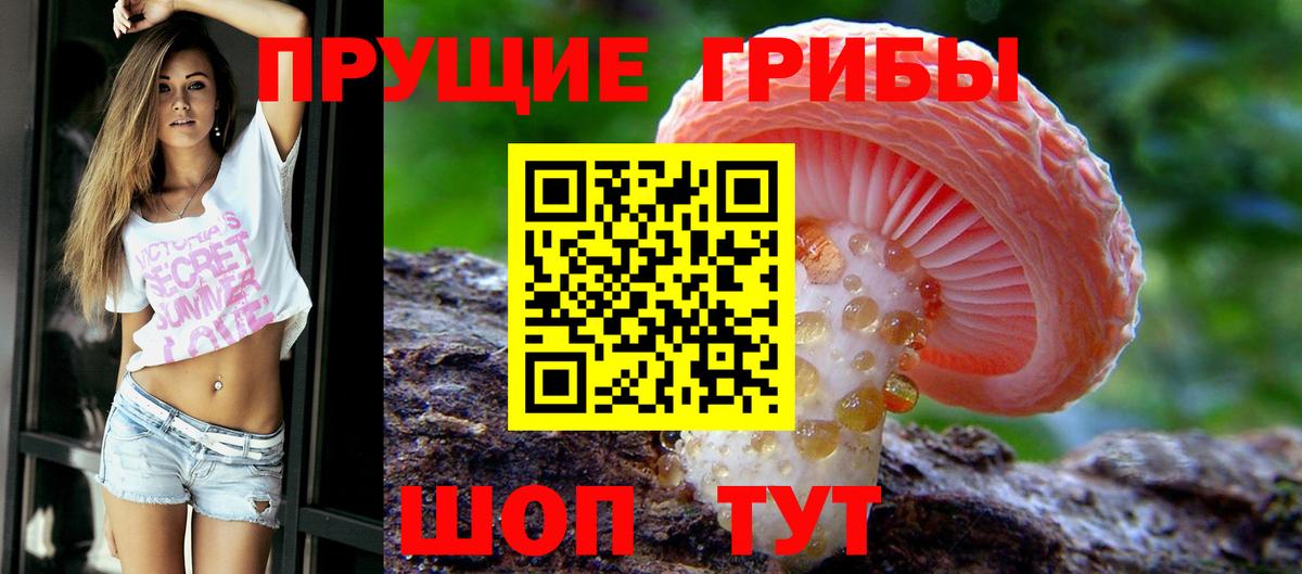 Новокузнецк  Псилоцибиновые грибы прущие грибы  Вход с VPN 